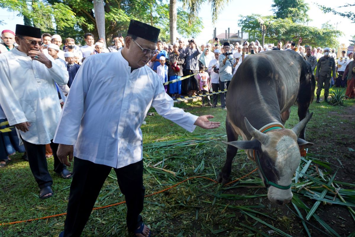Gubernur Kalsel serahkan sapi kurban Presiden Jokowi ke Masjid Al-Karomah Martapura