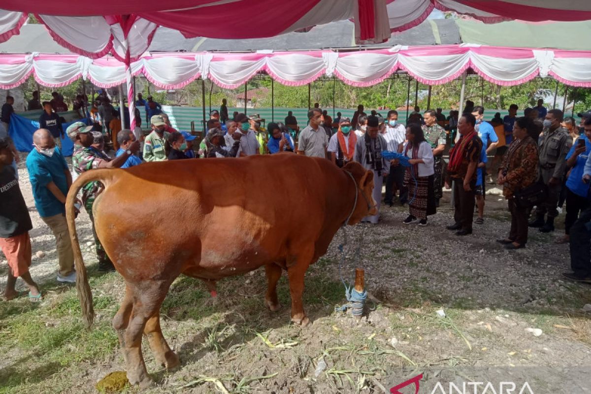 Pemda NTT serahkan hewan kurban bantuan Presiden Joko Widodo