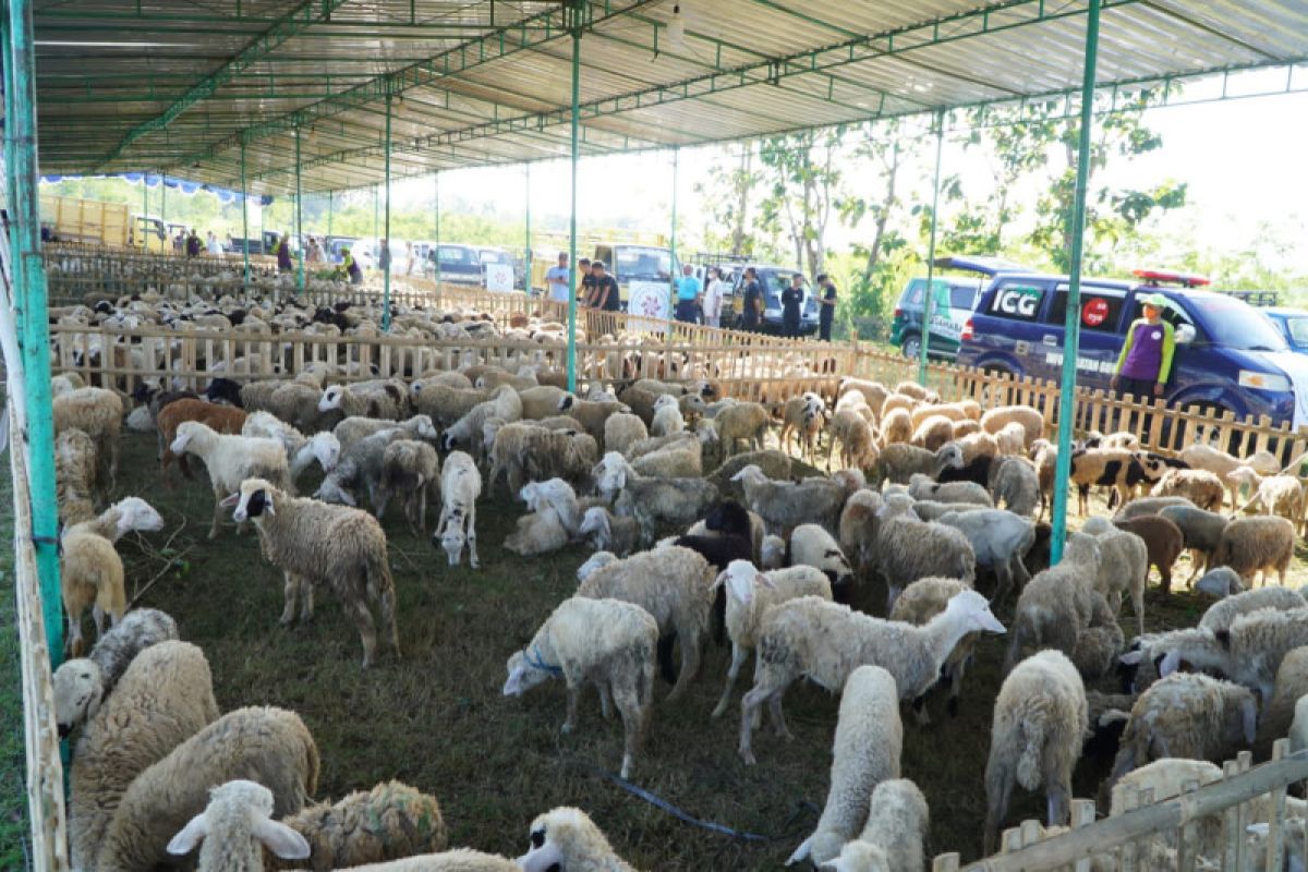 Sebanyak 4.878 hewan kurban disembelih pada perayaan Idul Adha di Gunung Kidul