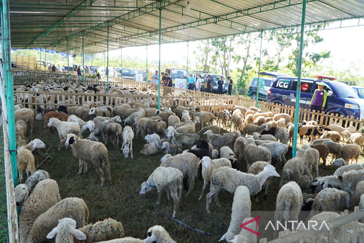 4.878 hewan kurban disembelih pada perayaan Idul Adha di Gunung Kidul