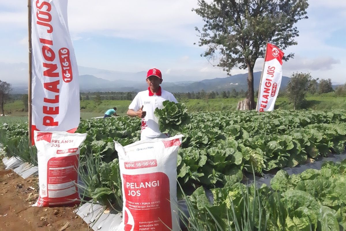 Berkat NPK Pelangi JOS produktivitas Sawi Putih Cianjur naik 49 Persen