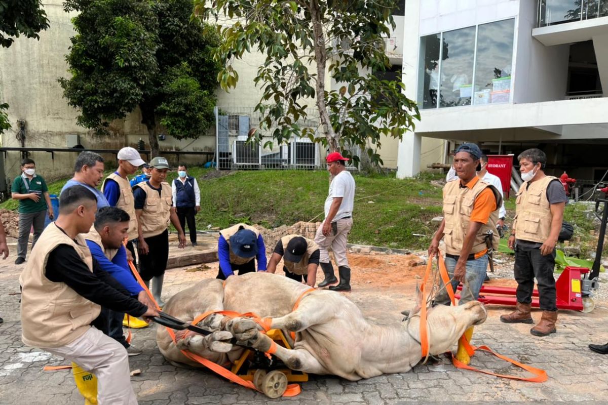 Badan Pengusahaan Batam sembelih 30 ekor hewan kurban