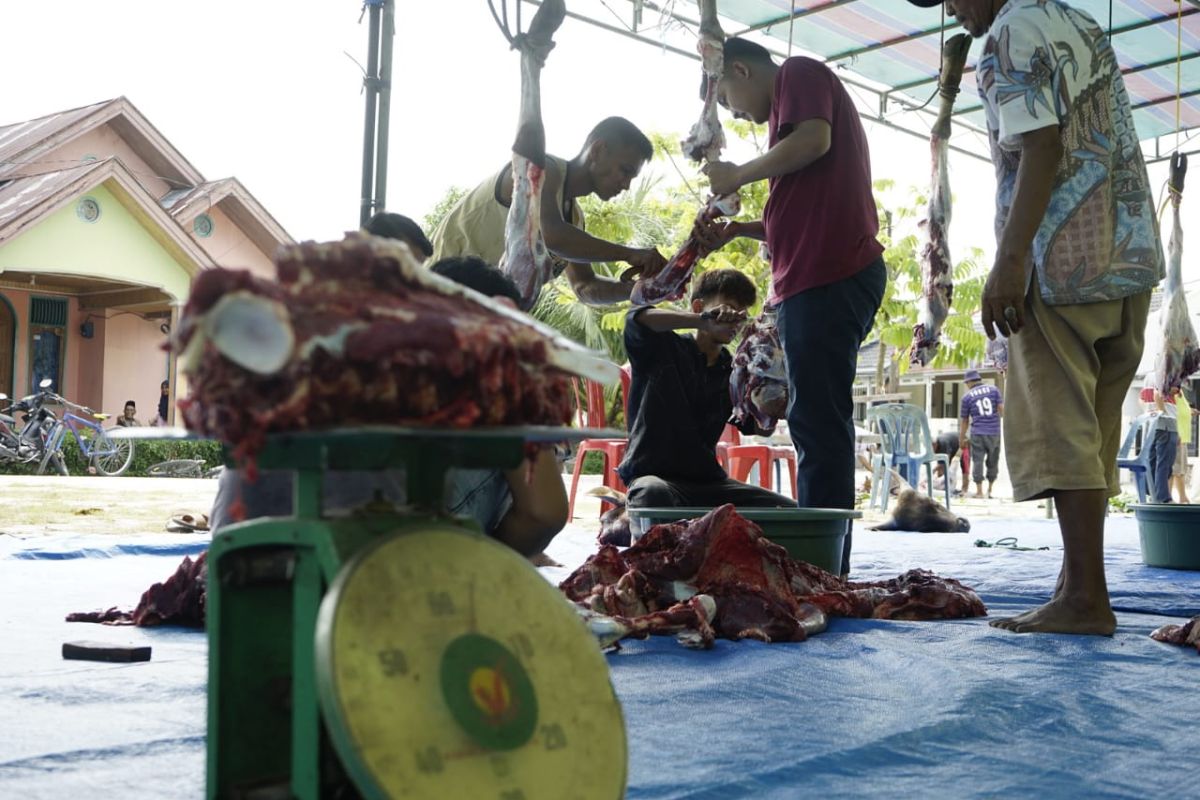 PTPN V bagikan 28.000 paket daging kurban bebas PMK