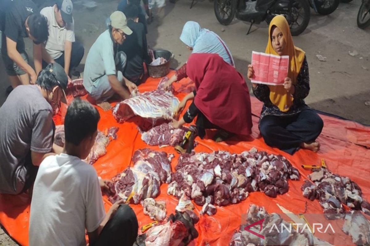 Minamas bantu 162 ekor sapi kurban