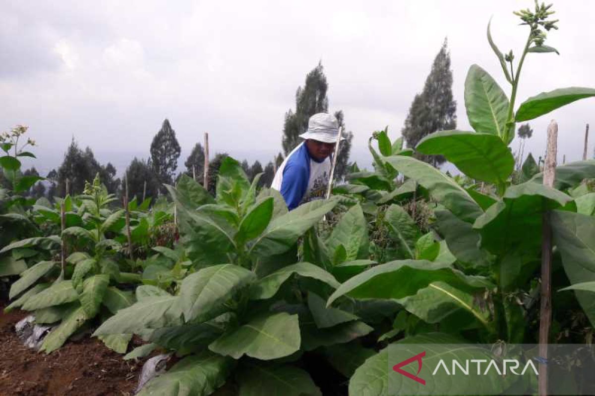 Juli masih hujan, Bupati Temanggung sebut produksi tembakau terganggu