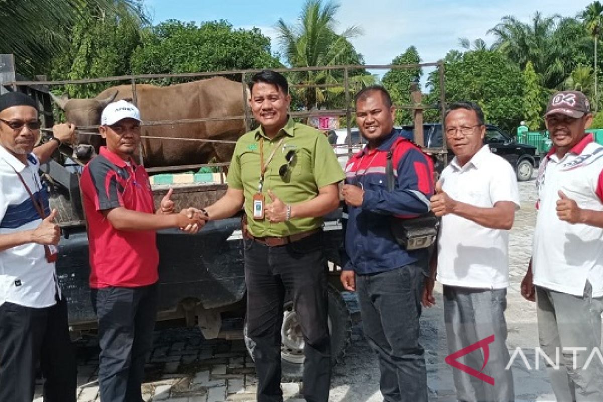 PT RAPP salurkan 53 hewan kurban untuk masyarakat