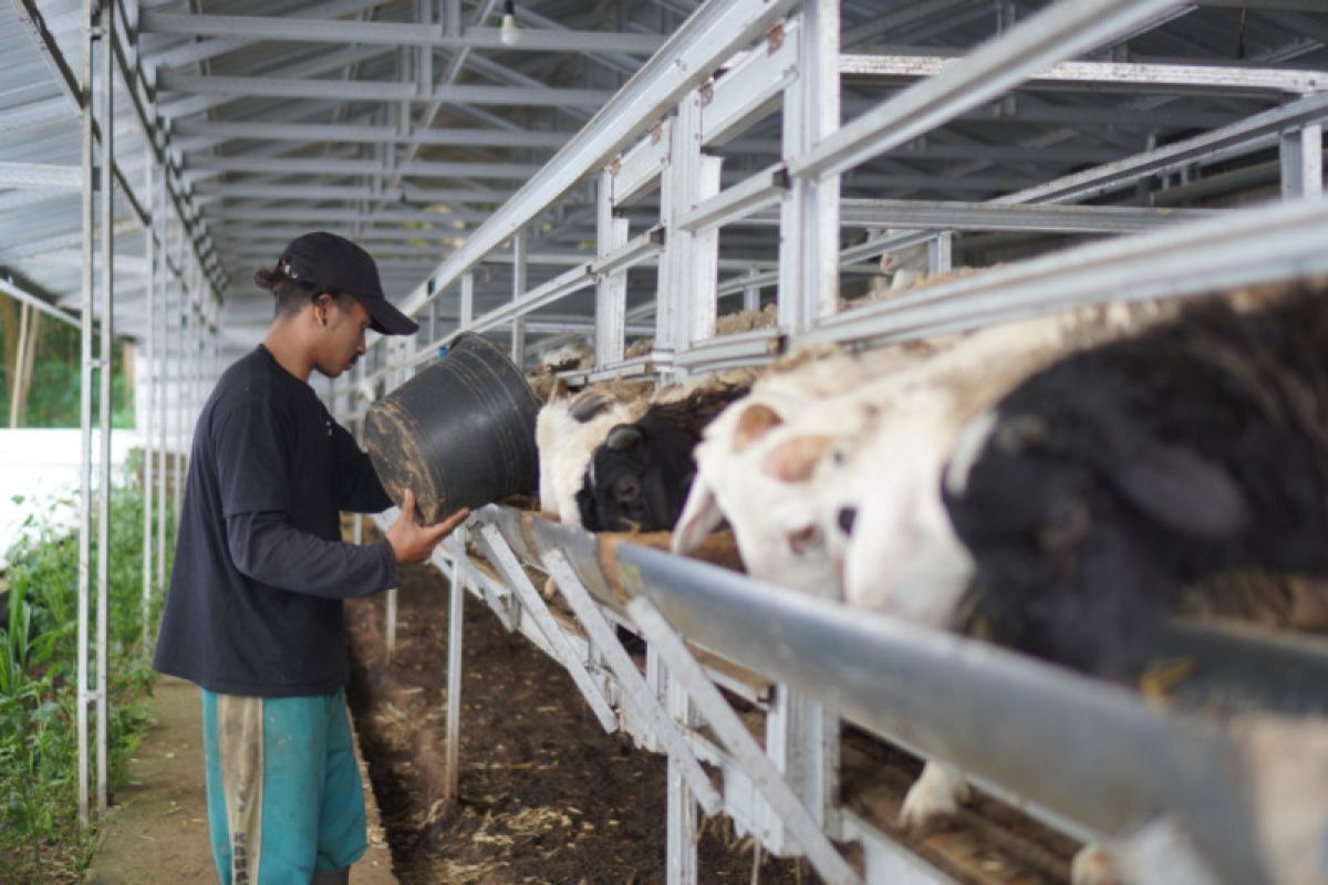 Dompet Dhuafa Farm Jawa Barat tebar hewan kurban 1.050 ekor domba