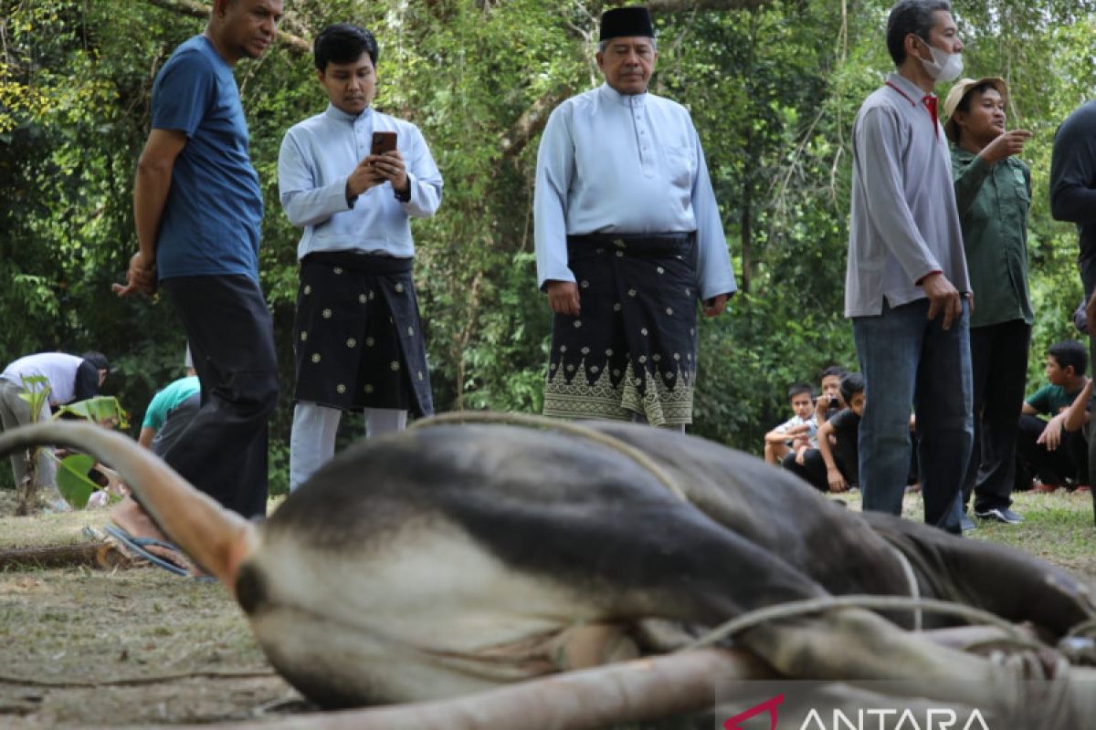 Meski ada PMK, jumlah kurban di Siak malah meningkat