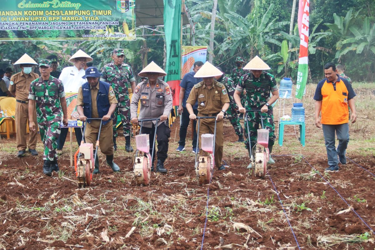 Kodim 0429/Lampung Timur tanam jagung di lahan tidur untuk ketahanan pangan