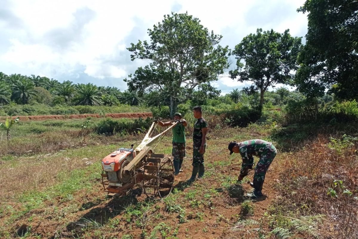 TNI AD tanam jagung dan ubi guna hadapi ancaman krisis pangan di Natuna