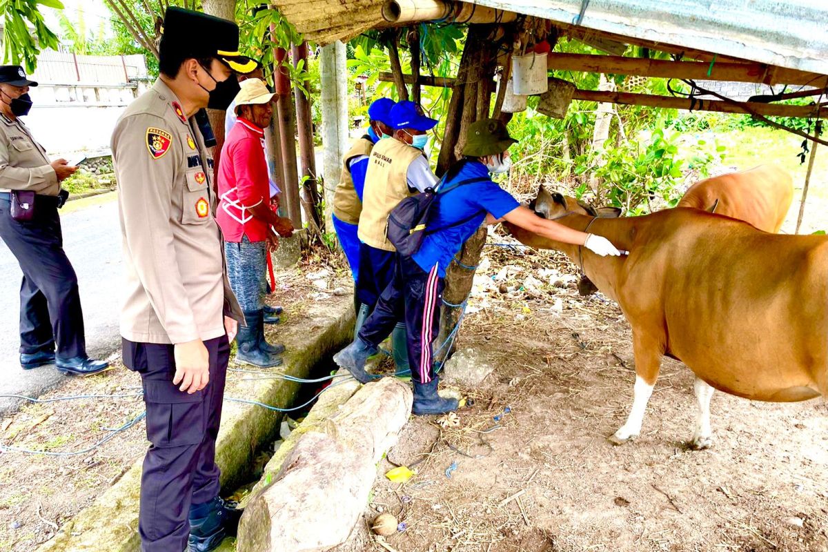 Selain bantu vaksinasi COVID-19,, Polresta Denpasar kini bantu  vaksinasi ternak