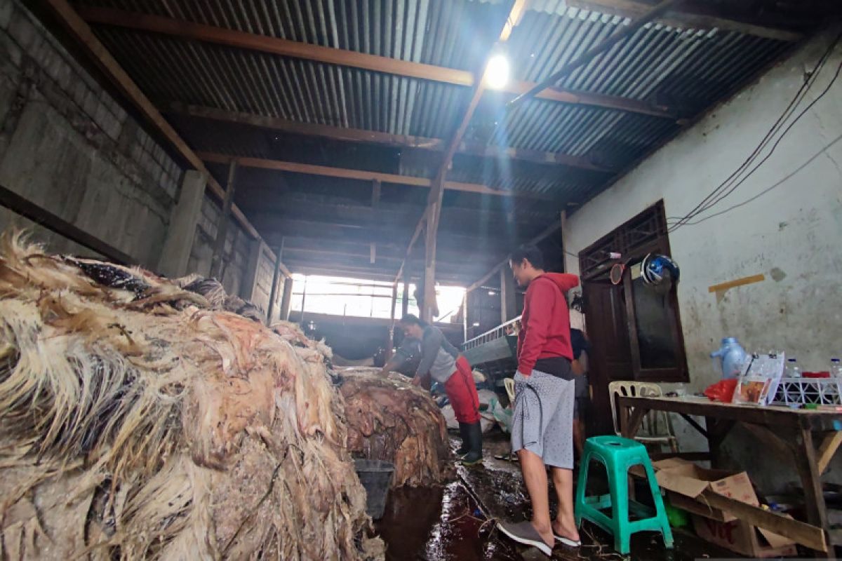 Pengepul kulit mendulang rupiah