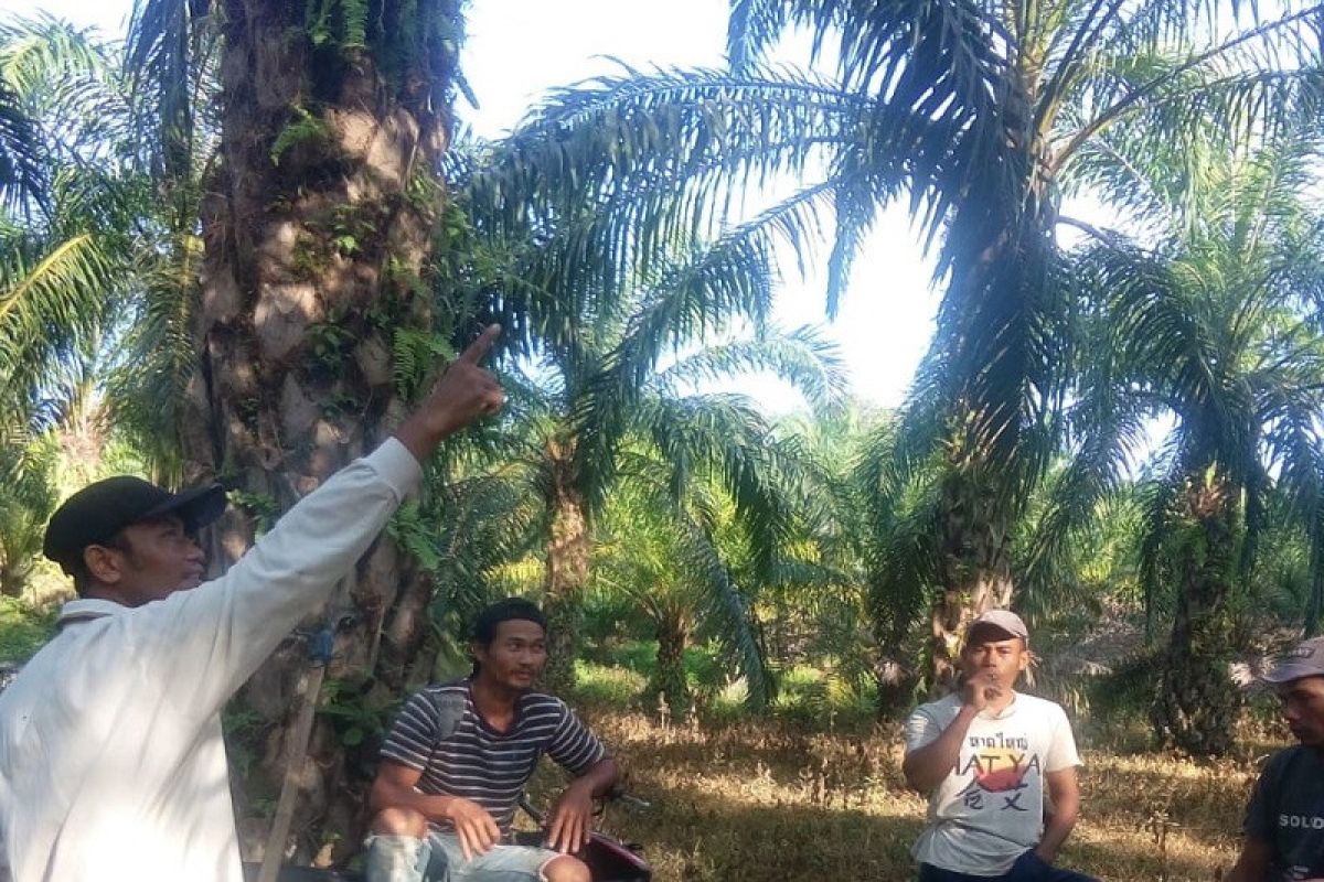 Anjloknya harga dan penderitaan petani kelapa sawit di Aceh Tamniang