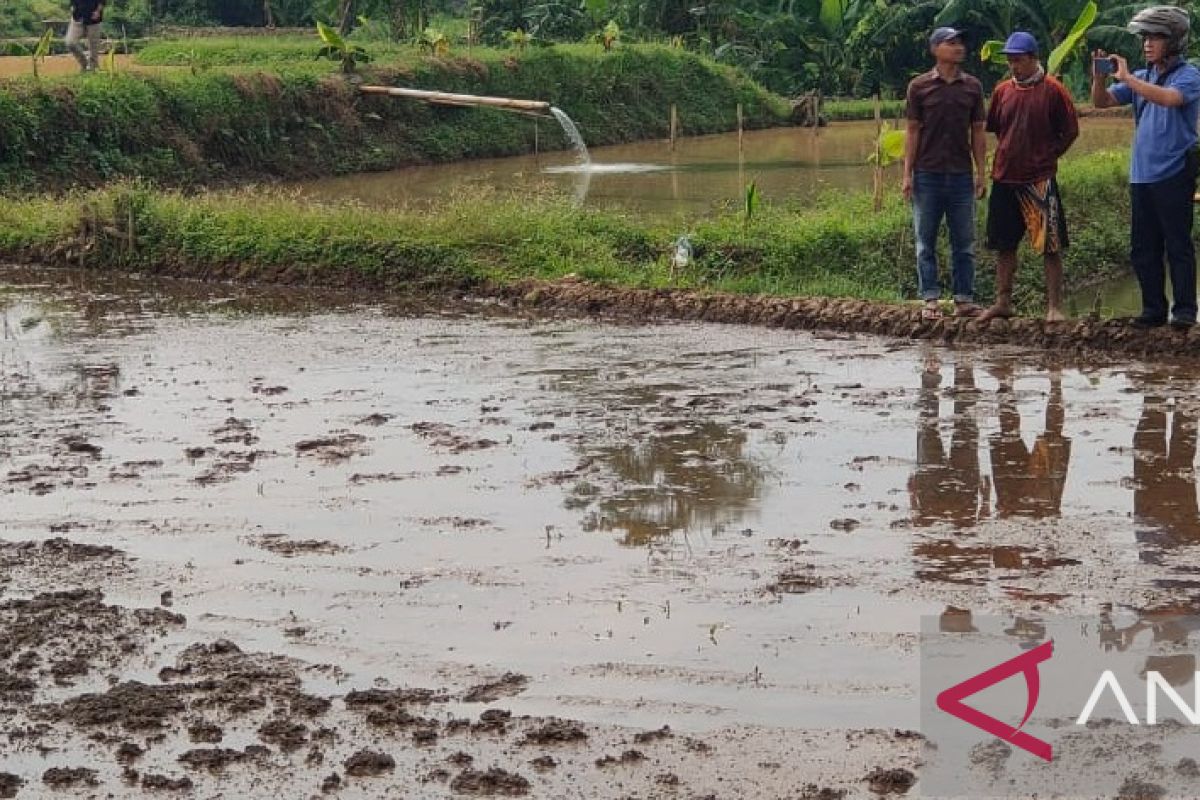 Bocah Sukabumi temukan jenazah di tengah sawah