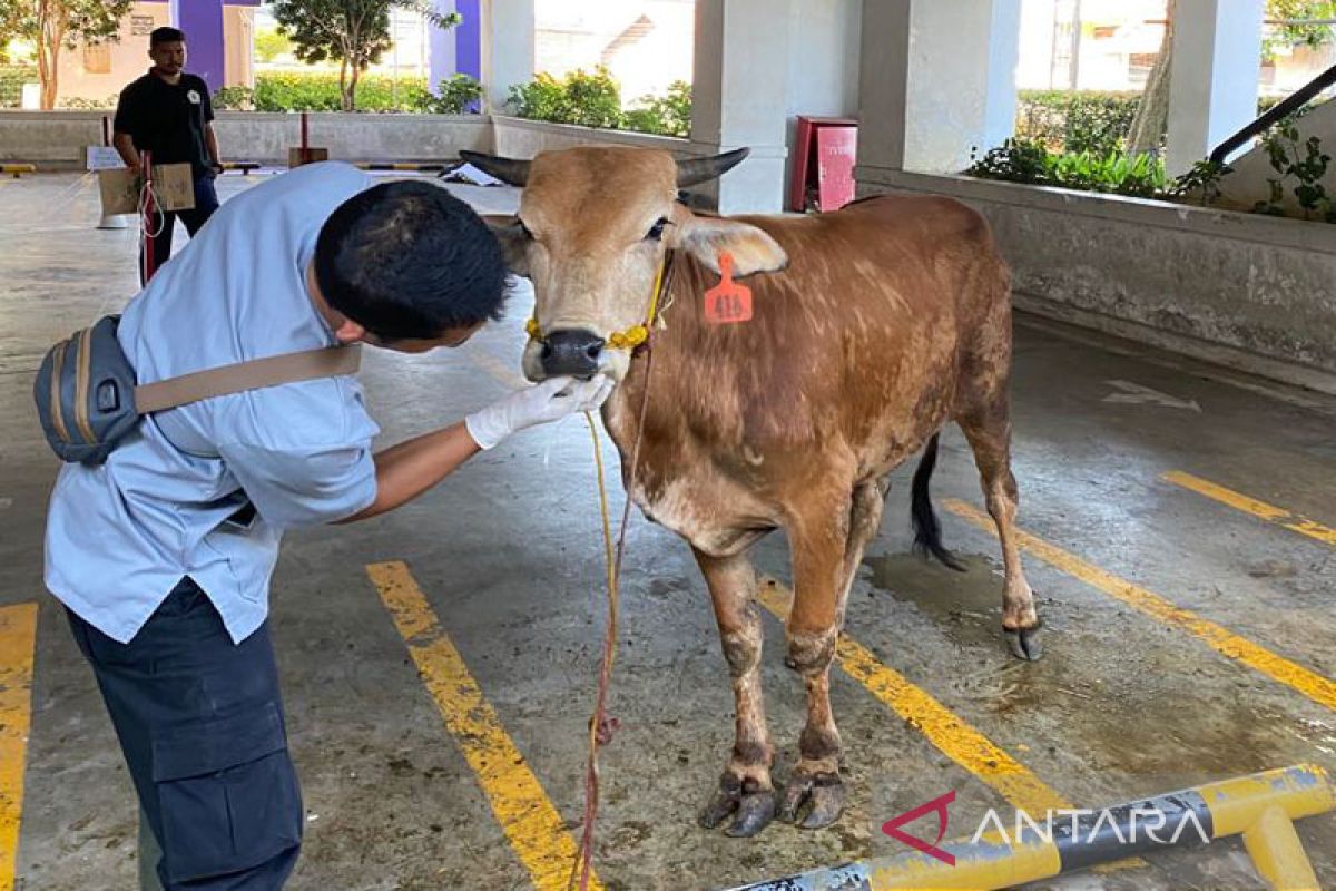 Cegah PMK, mahasiswa Polbangtan Kementan pastikan hewan kurban ASUH di konsumsi