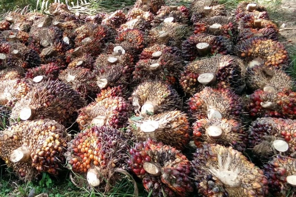 Kebun sawit seluas 686 Ha di Kabupaten Bangka Tengah masuk program PSR
