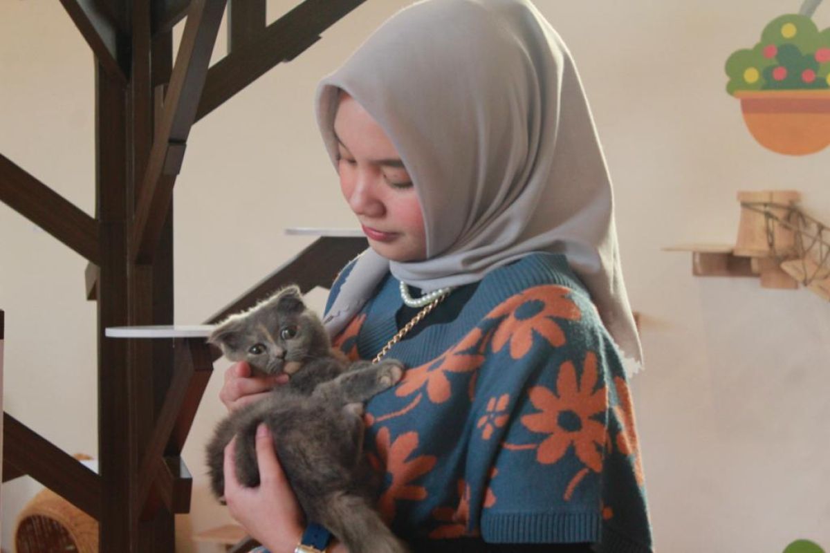 Jember Mini Zoo buka Rumah Kucing bagi pencinta anabul