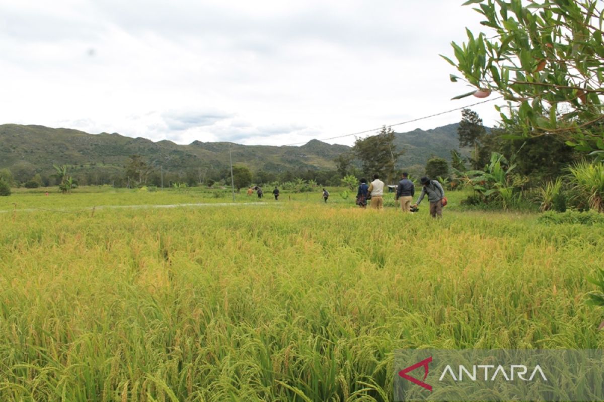 Pemkab Jayawijaya ajak penyuluh bantu warga kembangkan pertanian