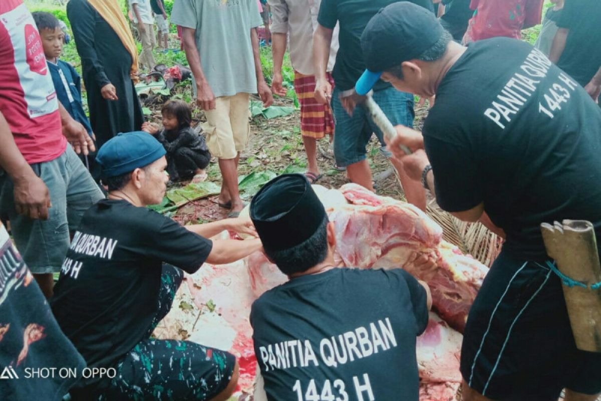 Penyembelihan sapi kurban di Kabupaten PPU naik jadi 1.091 ekor