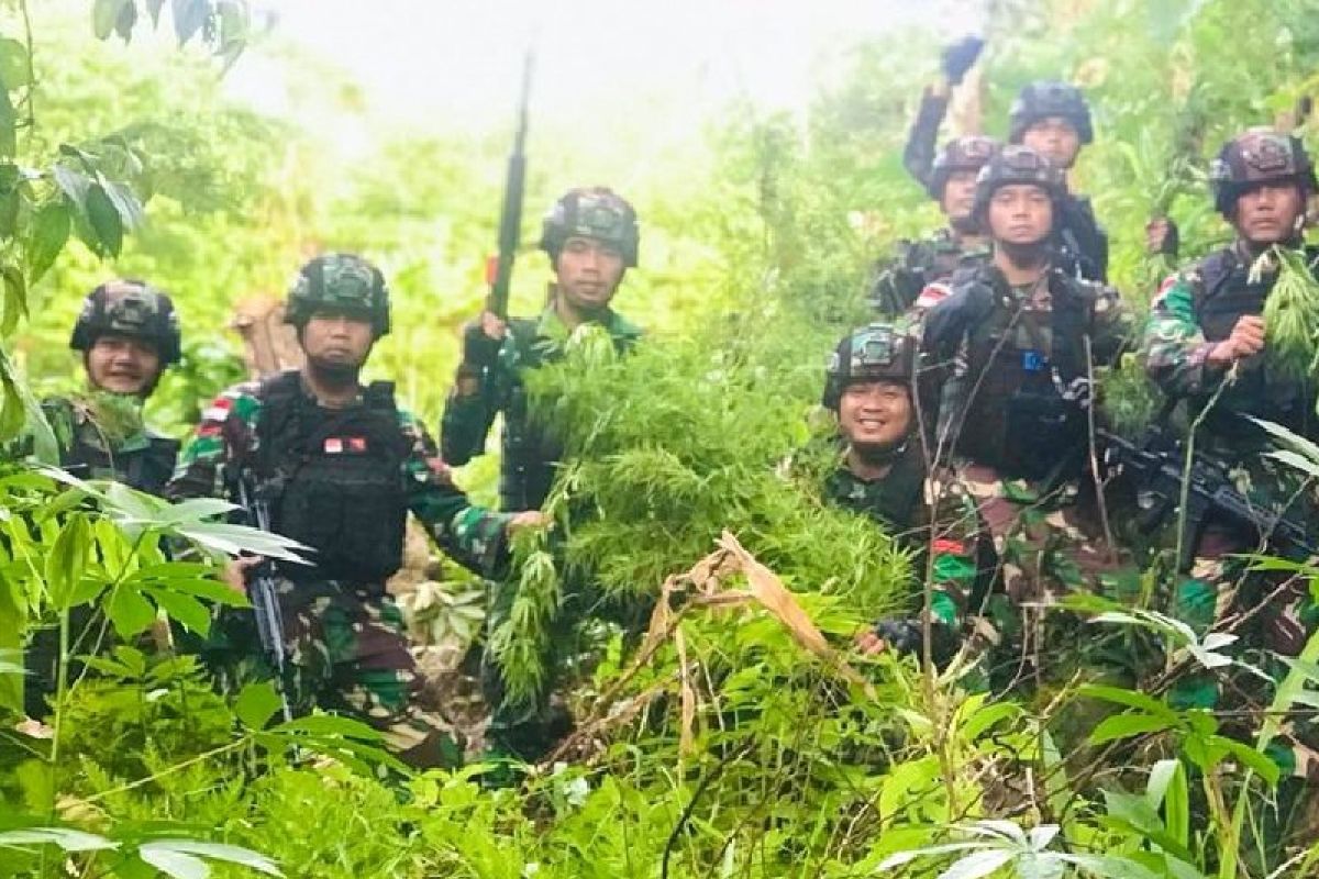 Petugas temukan ladang ganja di Keerom Papua