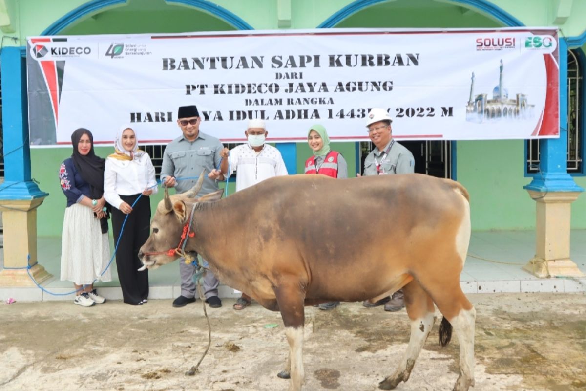 Kideco bagikan ratusan sapi kurban jelang Hari Raya Idul Adha 1443 H/2022