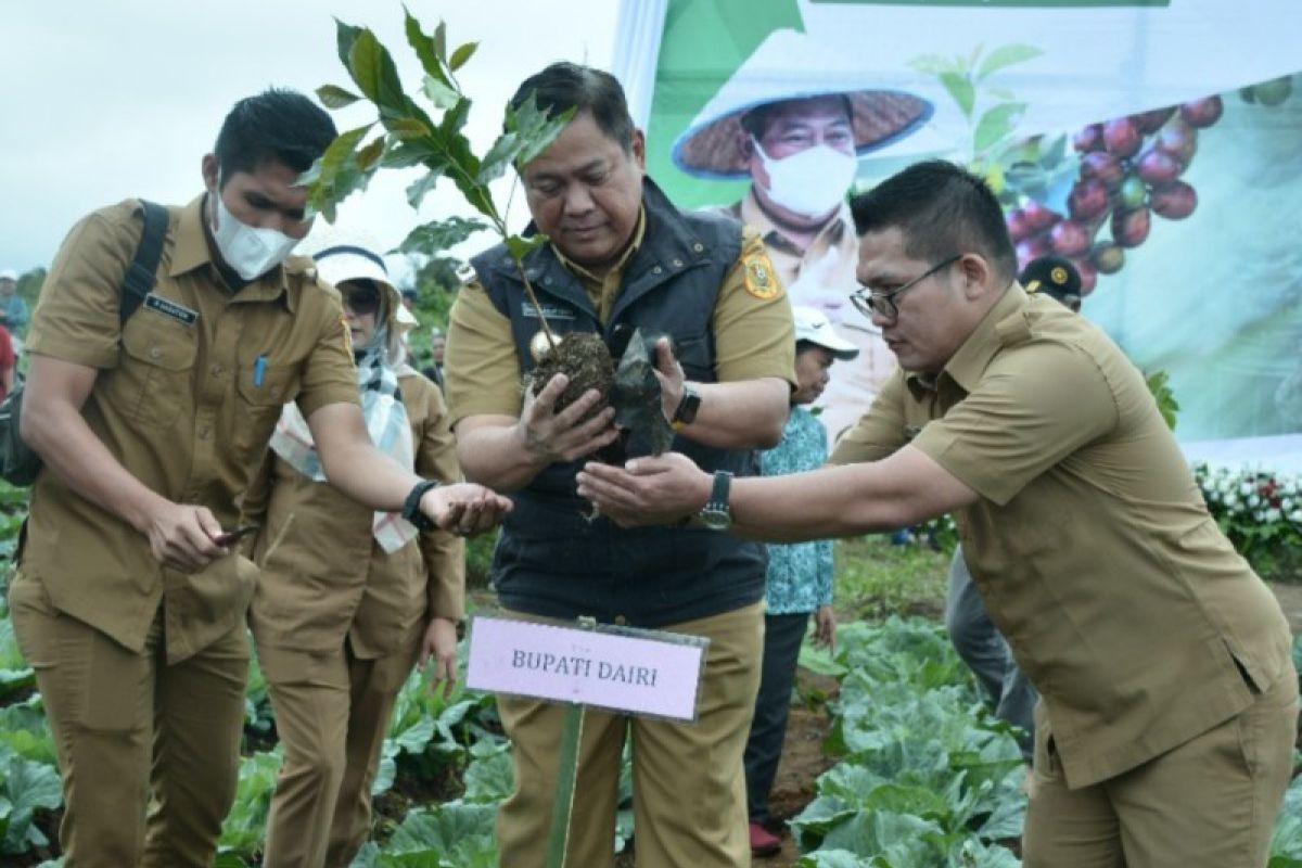 Pemkab Dairi lakukan penanaman perdana KUR Klaster Kopi