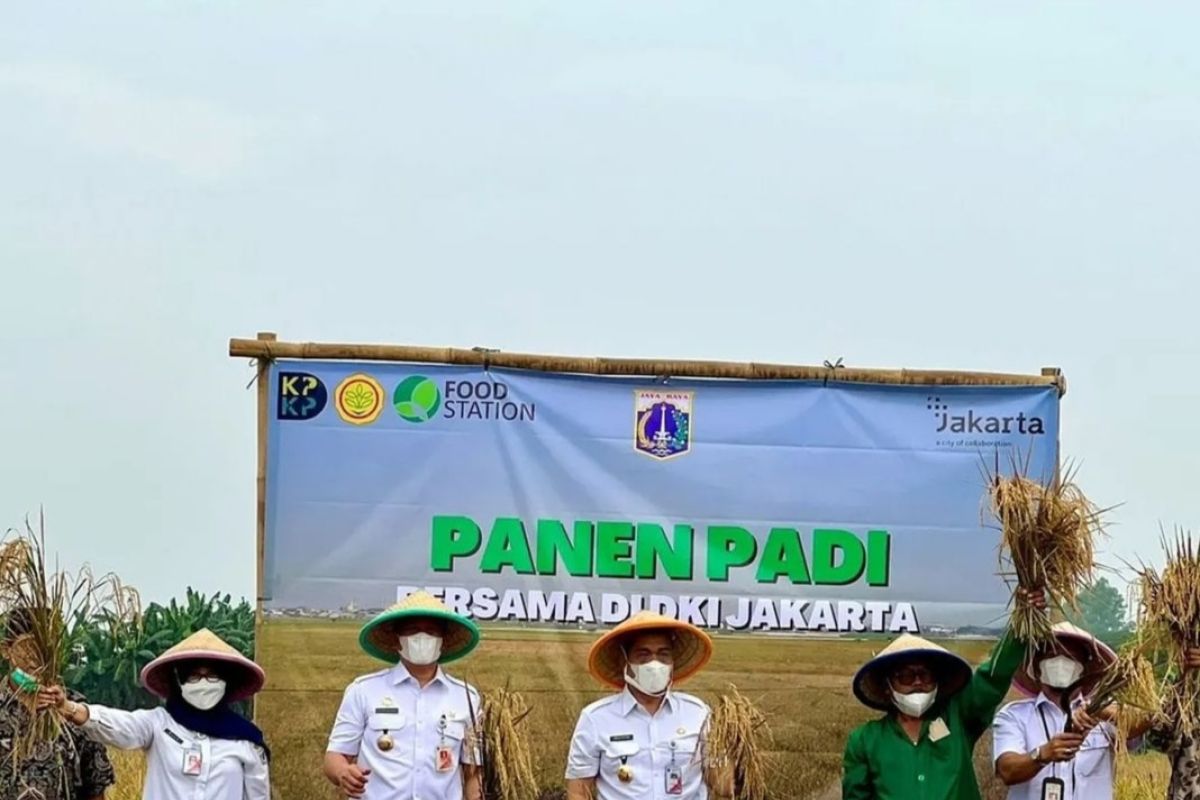 Food Station serap delapan ton gabah produksi petani Jakarta Utara