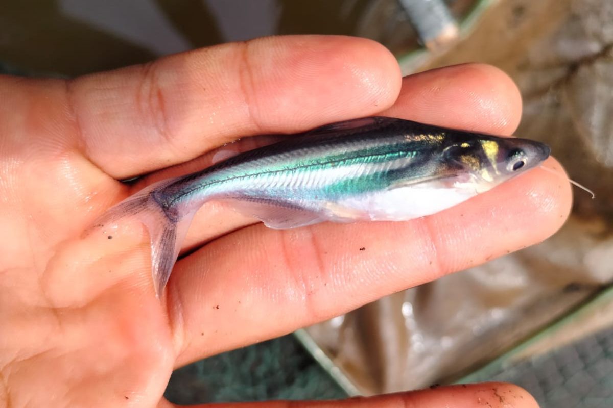 Produksi ikan di Batanghari terkendala kenaikan harga pakan