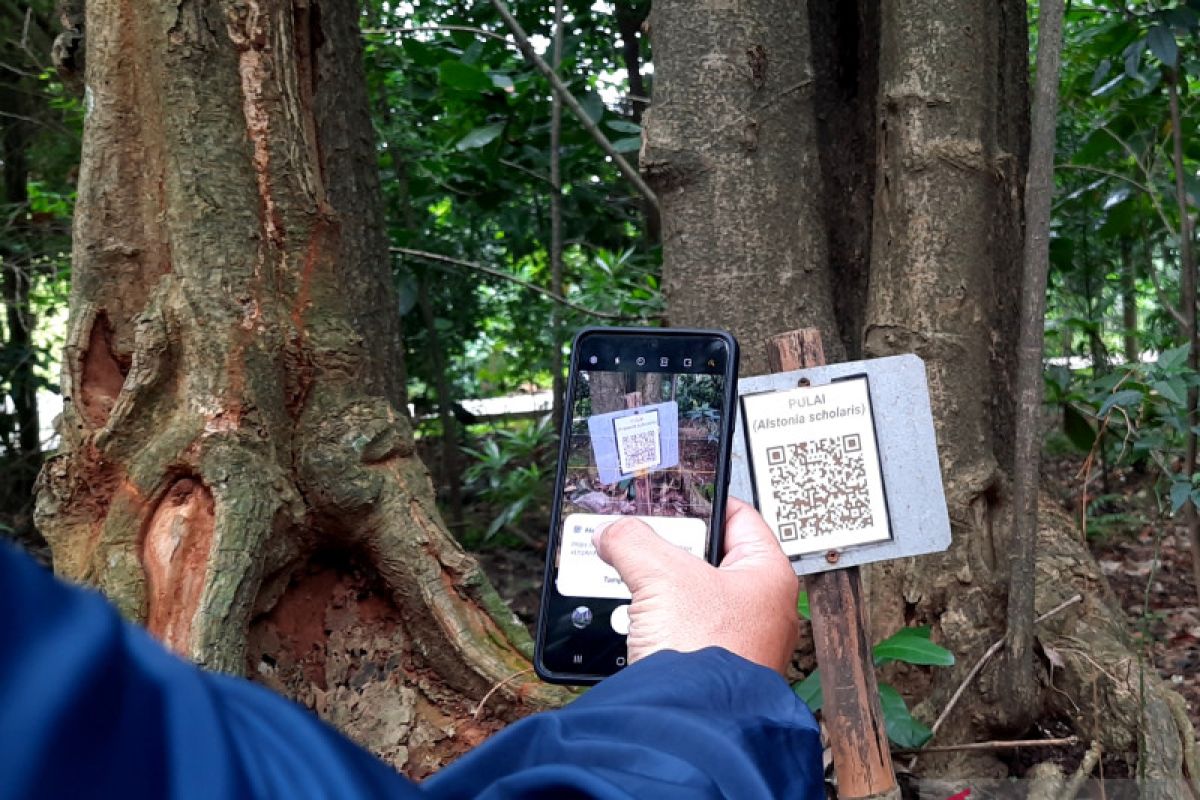 Pemkot identifikasi enam lokasi penanaman pohon di Palmerah
