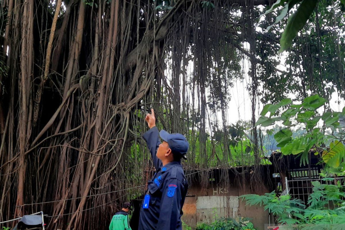 Pemkot siapkan 500 pohon untuk ditanam di seluruh kecamatan