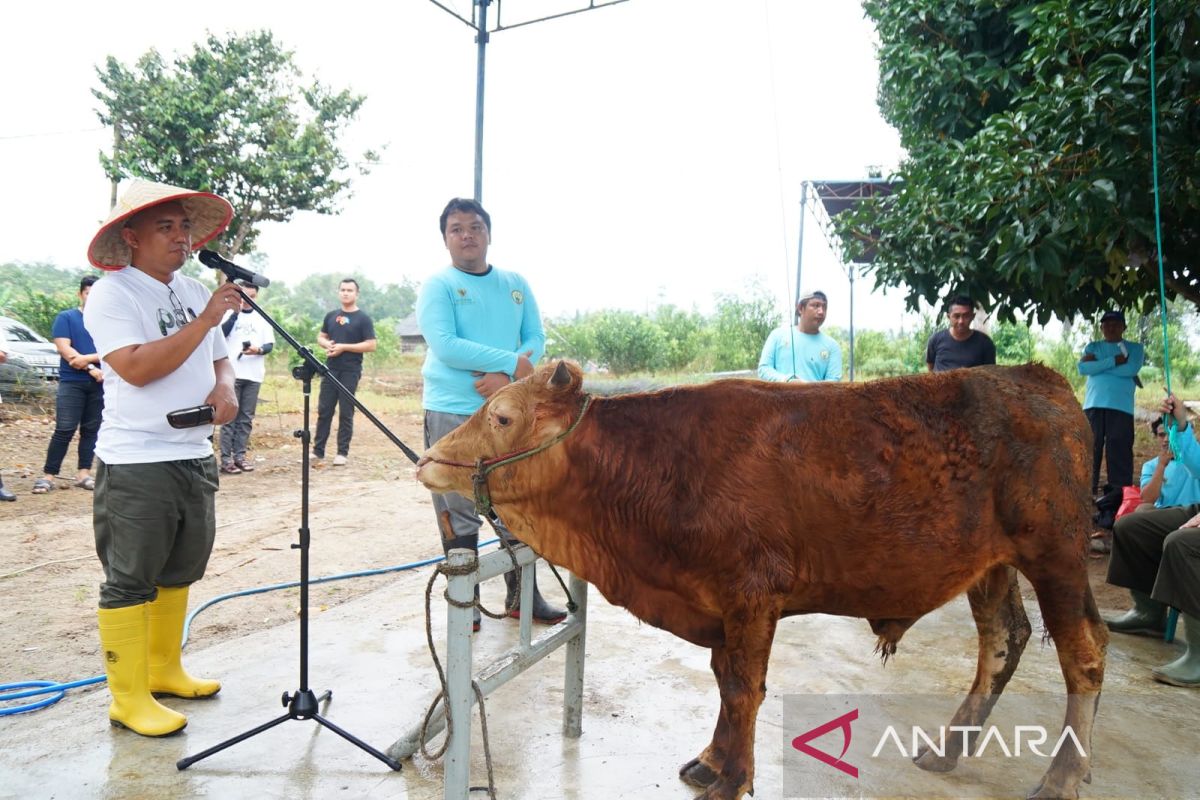 Pemkot Pangkalpinang suka cita merayakan Idul Adha 1443 H, Molen: kita distribusikan qurban dari pintu ke pintu