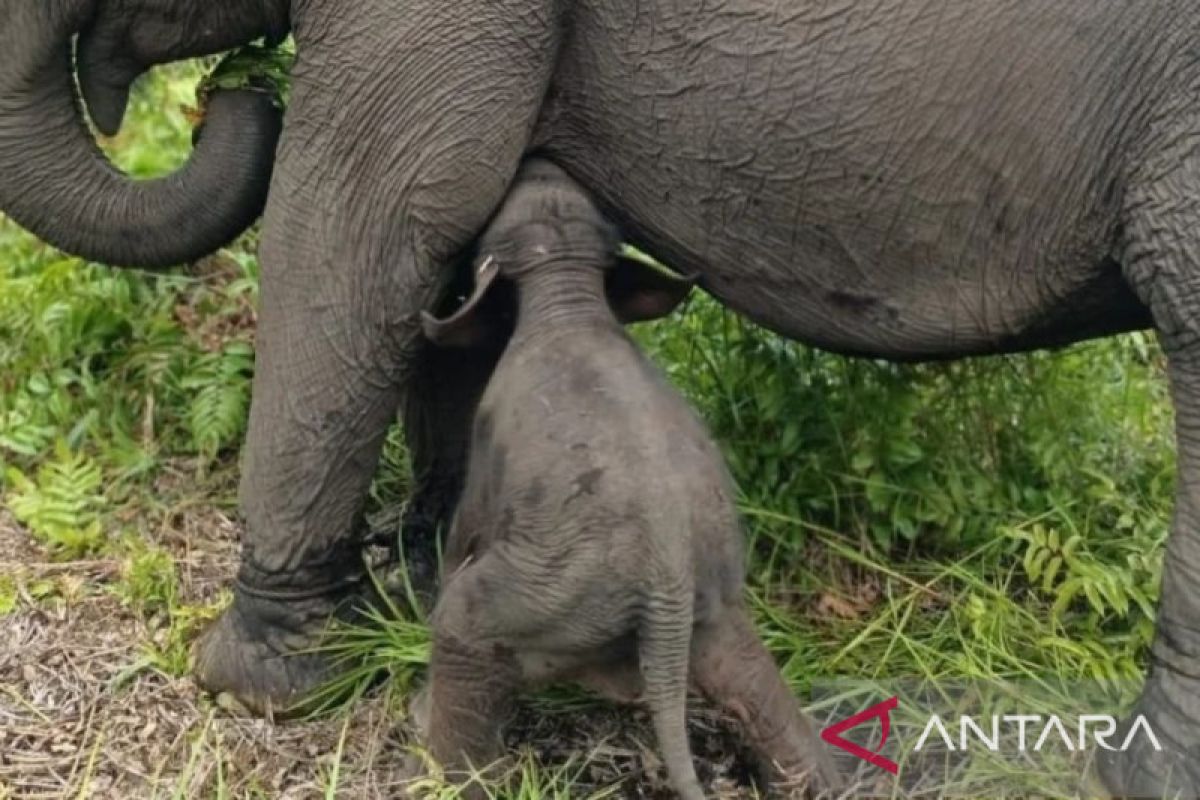 Seekor gajah betina melahirkan di pusat pelatihan SM Padang Sugihan