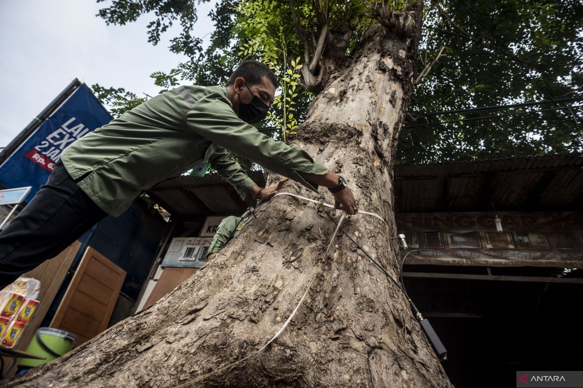 DKI ungkap 39 kasus penebangan pohon ilegal selama lima tahun terakhir