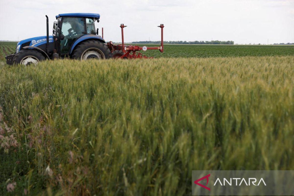 FAO: Harga gandum melonjak 3,2 persen karena pasokan yang lebih ketat di AS