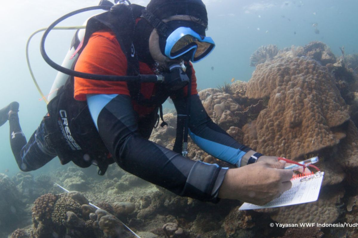 Tiga gugus terumbu karang Kepulauan Derawan Kaltim segera direhabilitasi