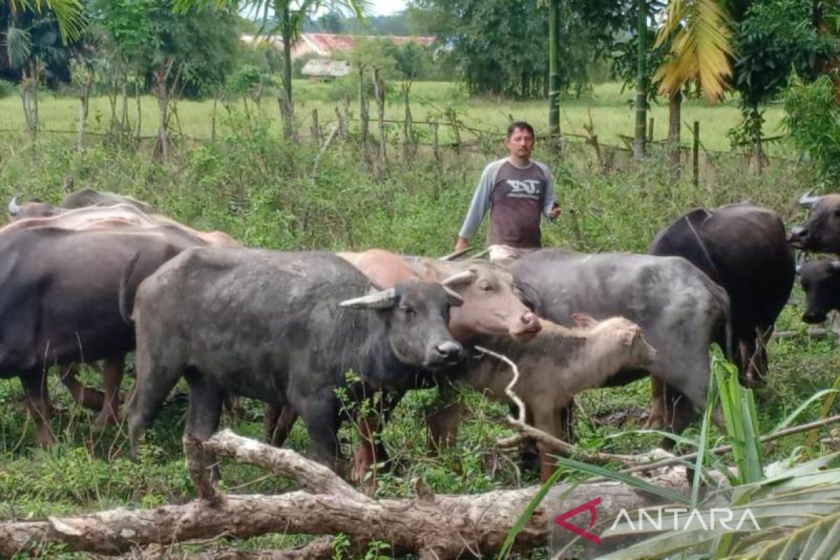 1.047 ternak kerbau dan sapi di Nagan Raya sembuh dari PMK