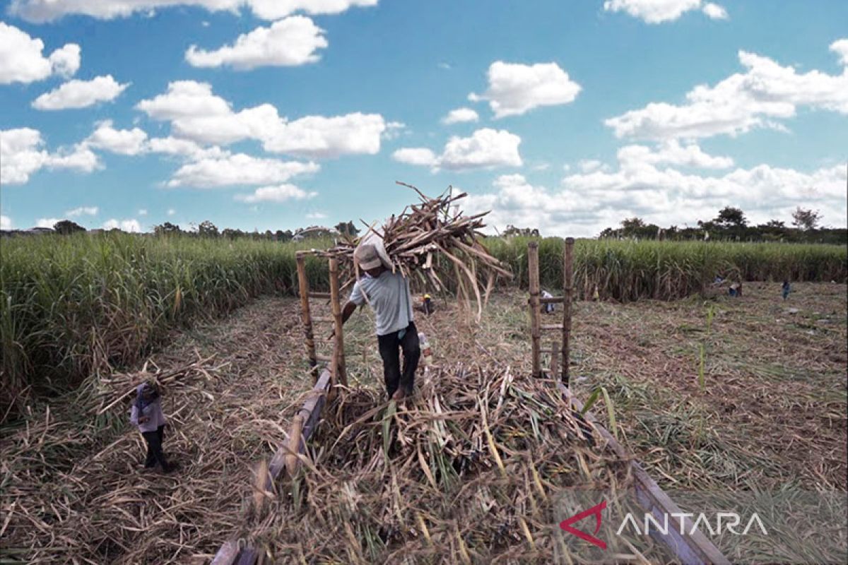 Askrindo dorong petani tebu Magetan naik kelas melalui program PUMK