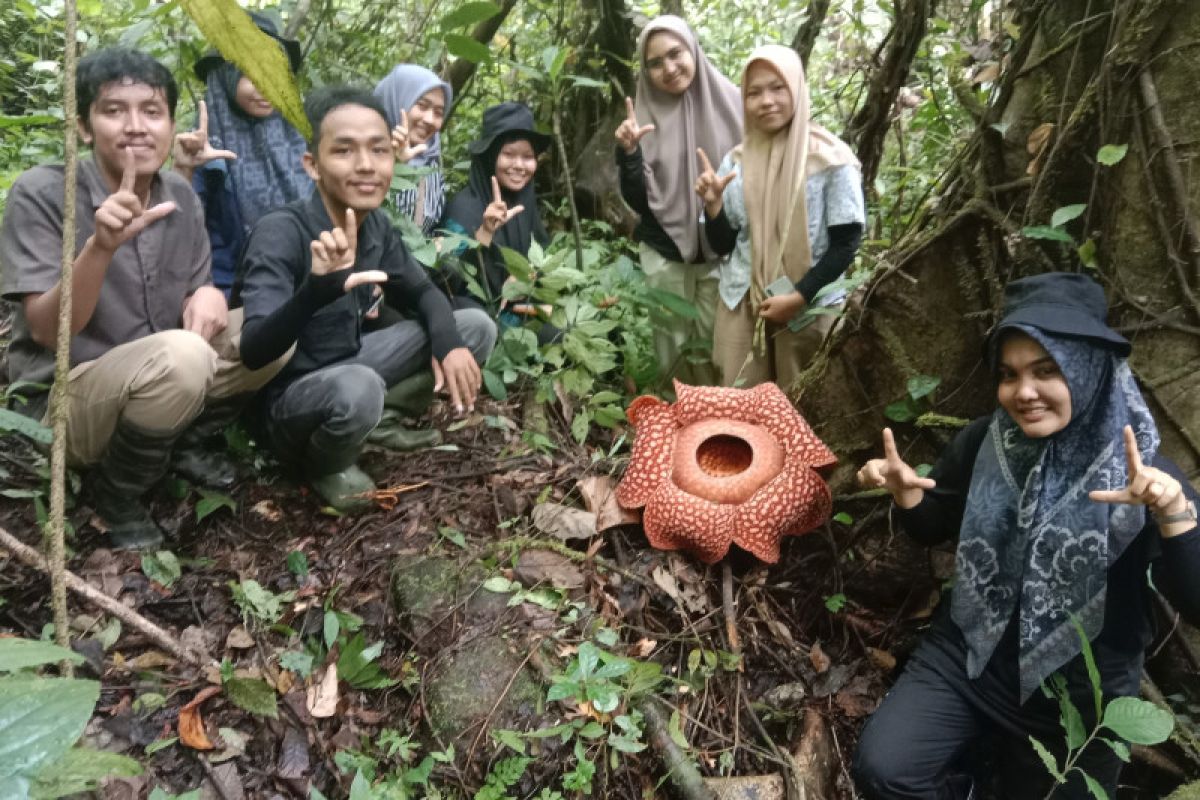 Bunga raflesia mekar sempurna Agam Sumbar