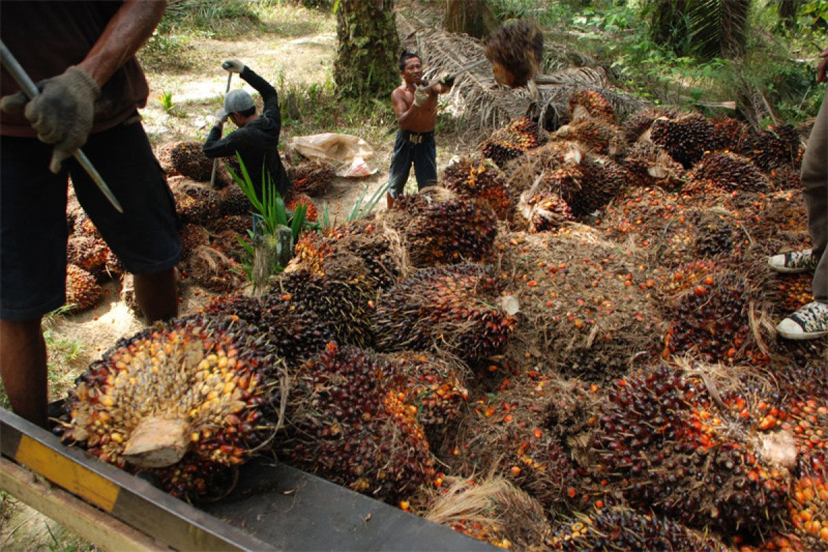 Harga TBS  Kaltim turun jadi Rp1.831,16 per kg