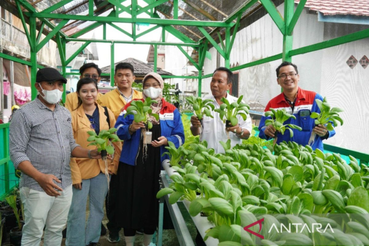 Warga Kampung Atas Air Balikpapan  sukses budidaya sayuran hidroponik