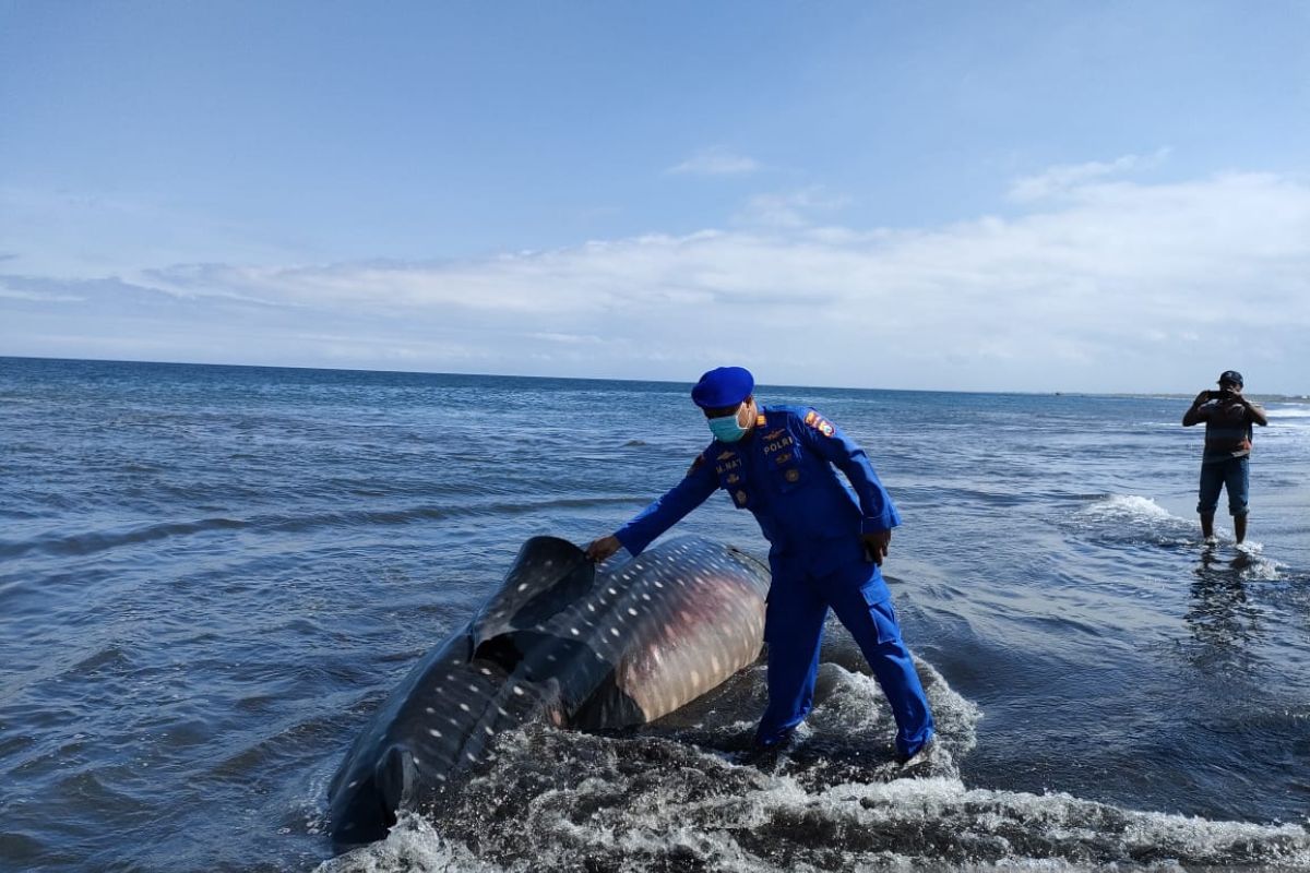 Seekor hiu tutul terdampar di pesisir selatan Jember