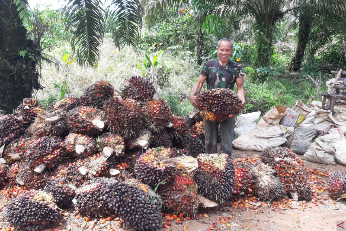 Harga tandan buah segar kelapa sawit tertinggi Rp1.782, 22/kg