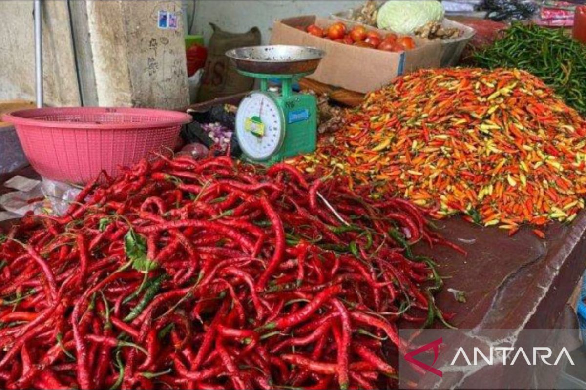 Produksi cabai merah Kabupaten Bangka Tengah 704 ton