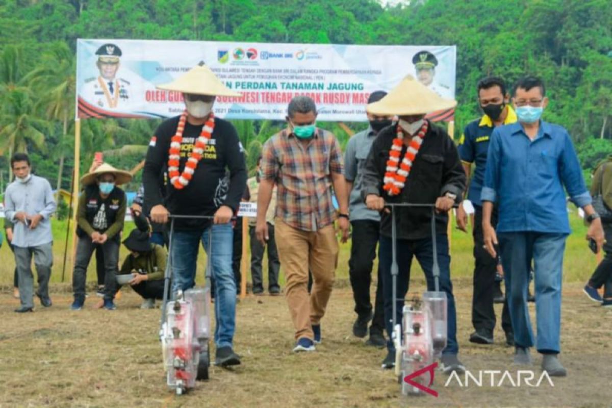 Pemkab Morut  manfaatkan KUR tanam jagung di atas lahan 2.000 hektar