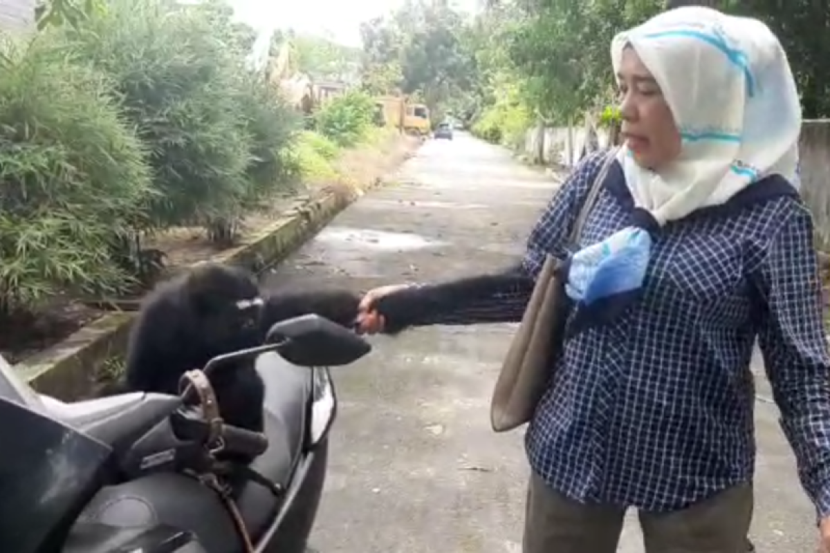 Tujuh tahun dipelihara, Warga Pekanbaru serahkan Owa ungko ke BBKSDA Riau