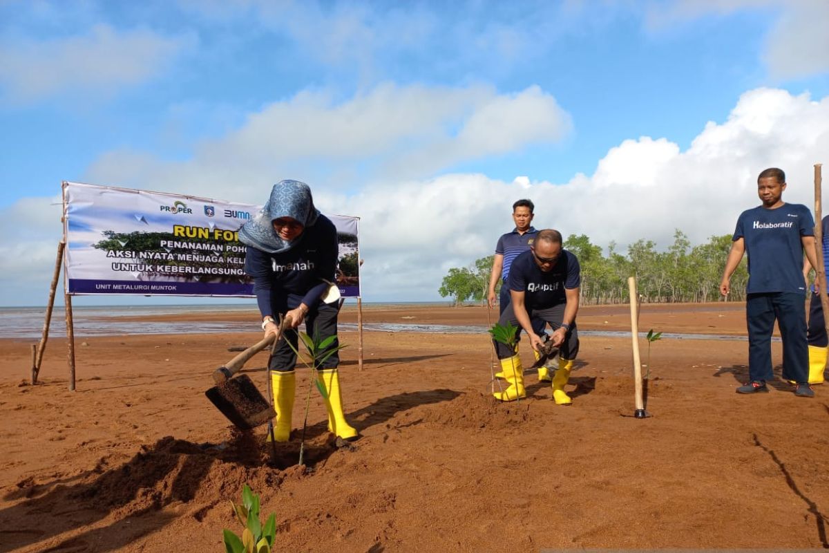 Kolaborasi dengan masyarakat, PT Timah Tbk tanam mangrove di Pesisir Pantai Sungai Baru Bangka Barat