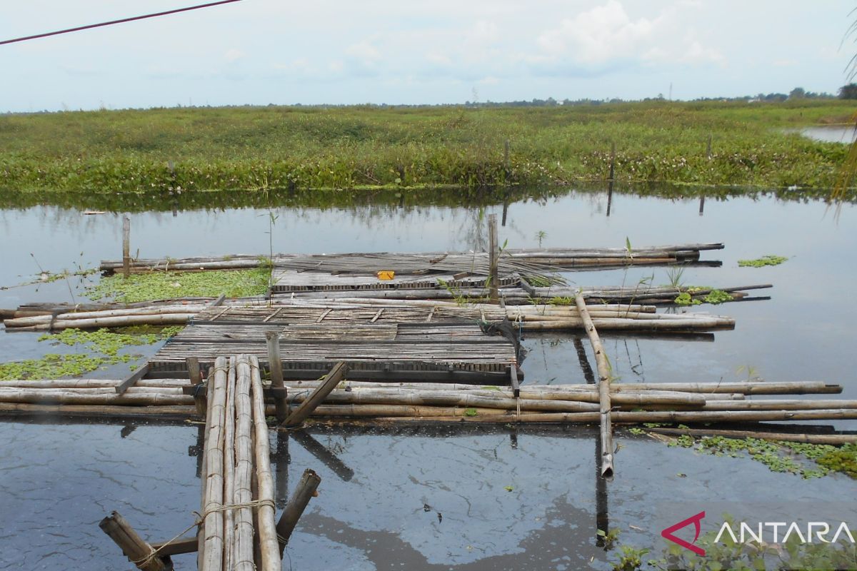 Tiga tahun petani lebak Muara Tambak HSU tak bisa tanam padi