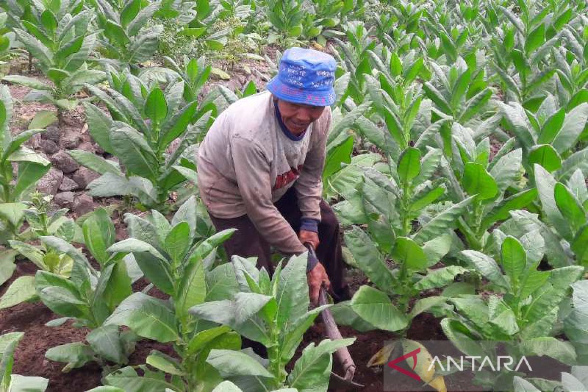 Pemkab Temanggung jaga kemurnian  tembakau varietas kemloko