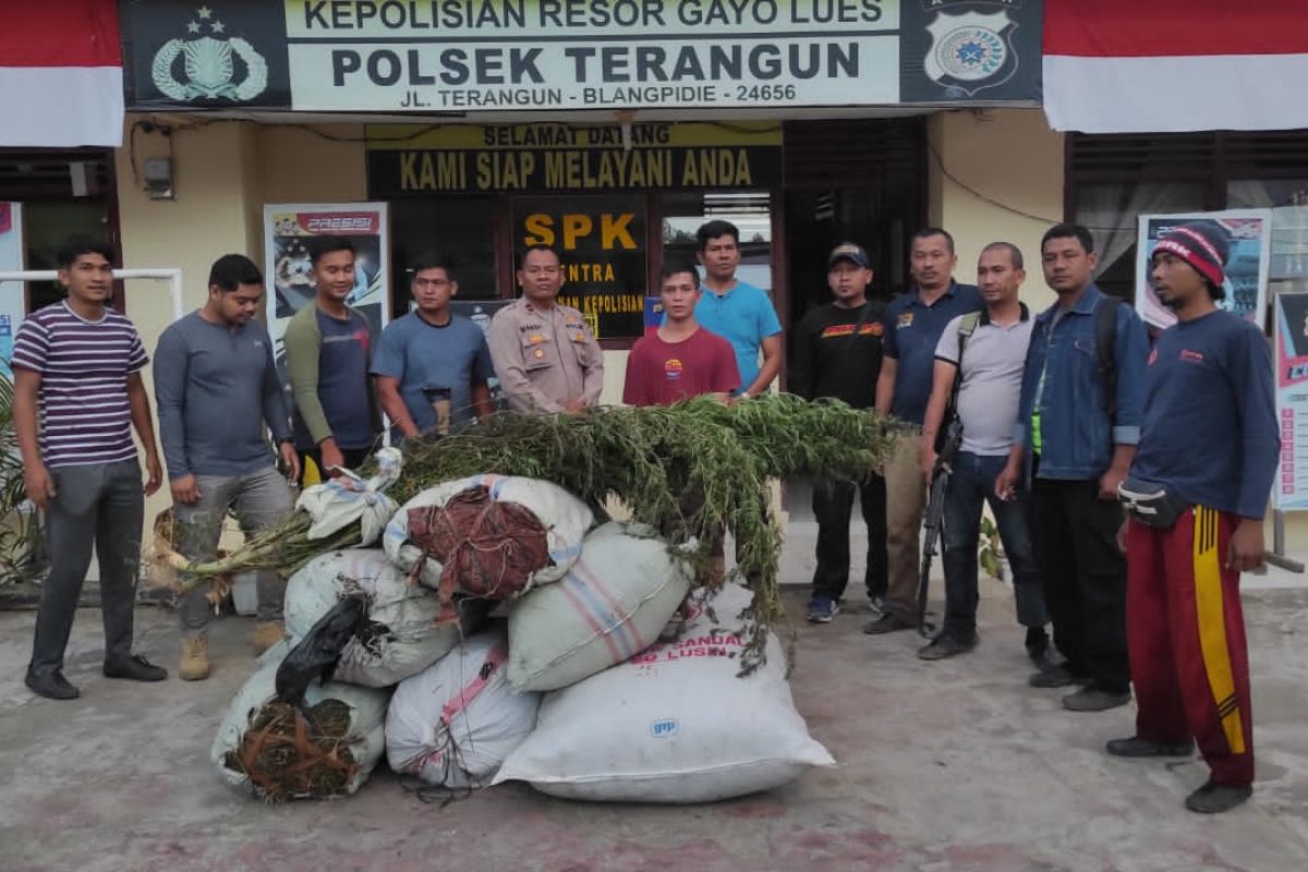 Polisi temukan satu hektare ladang ganja dan amankan satu tersangka di Terangun