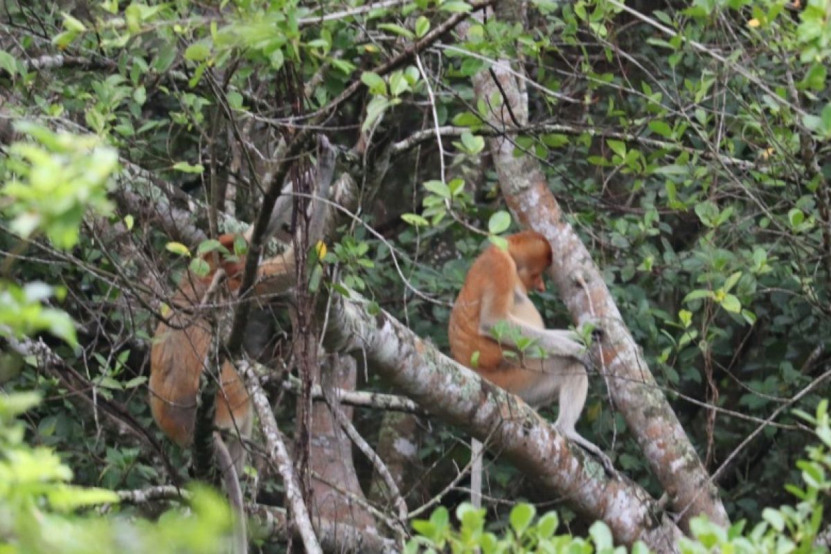 Bekantan Pulau Bakut bertambah